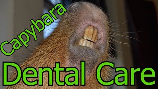 Capybara Dental Care