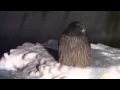 シマフクロウ Blakiston's Fish Owl