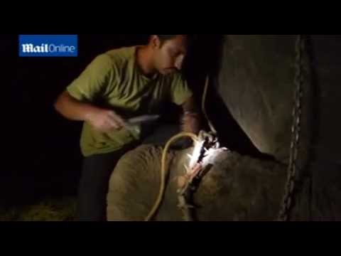 Daring midnight rescue operation to free Raju the elephant"