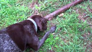 Snorting dog