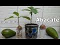 Como Plantar Abacate da forma mais fácil e rápida, passo a passo