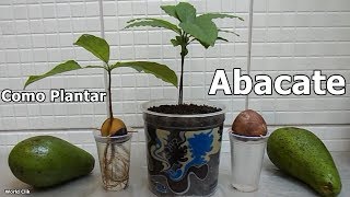 Como Plantar Abacate Da Forma Mais Fácil E Rápida, Passo A Passo