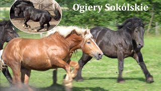 Dwie rasy Zachowawcze Konie Sokólskie i Bydła Białogrzbiete