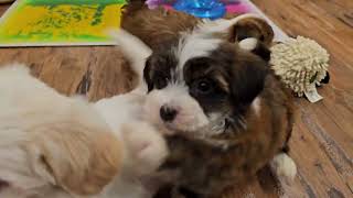 Heavenly Havanese Has  High Fives and Kisses ! Such little loves! by Juliemelodies 478 views 1 month ago 4 minutes, 10 seconds