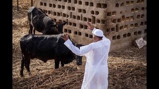 Celebrity Muhammadu  Buhari 15th President of Nigeria Biography*Family*Income*Cars*Plane *Houses Profile