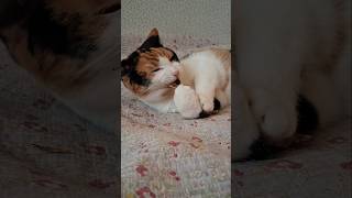 Котячі делікатеси: Коли риба вже набридла! 🌿🐟