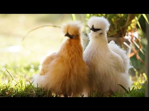 Are Ayam Cemani Bantam