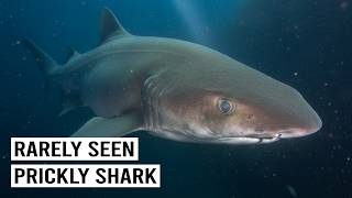 This Mysterious Deep Sea Shark Was Finally Found in Shallow Water