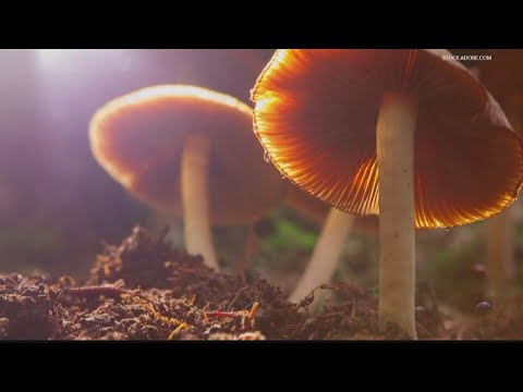 Psychedelic mushrooms take center stage at Atlanta council hearing