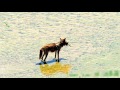 Coyote doing some fishing