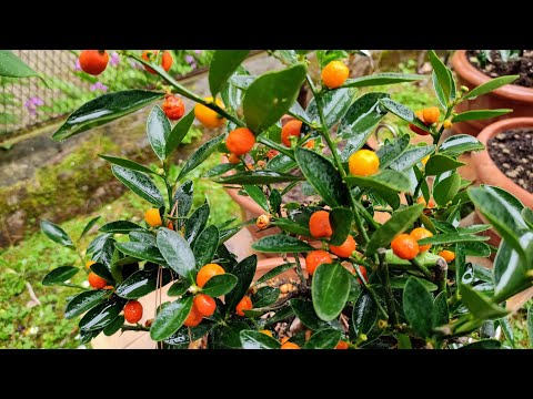 Hongkong Kumquat (Fortunella hindsii) - tasting tiny wild Kumquat Ancestor