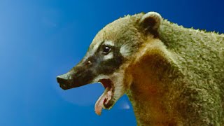 Coati Sounds, Coati Vocalization Sound