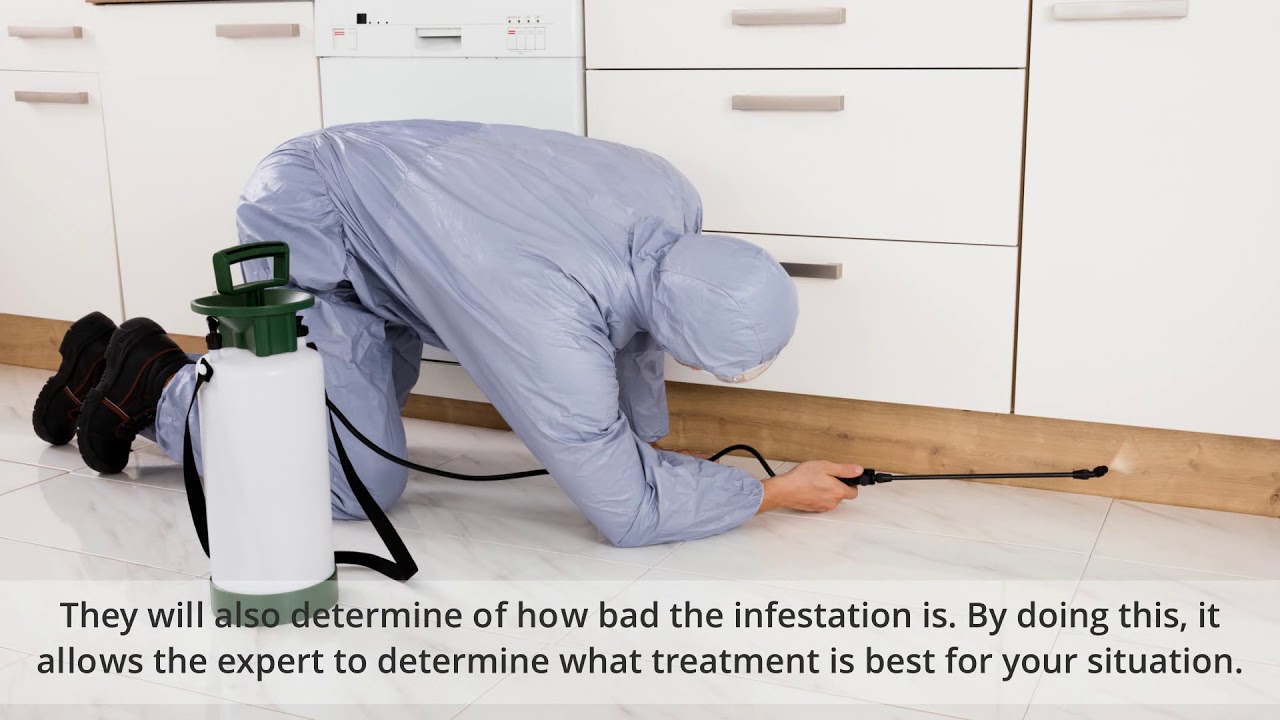 Bed Bug Extermination in Brick & Toms River NJ(732.505.3277)