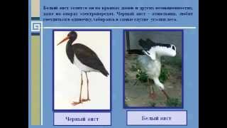 Вид,критерии вида.AVI Вид,критерии вида.AVI