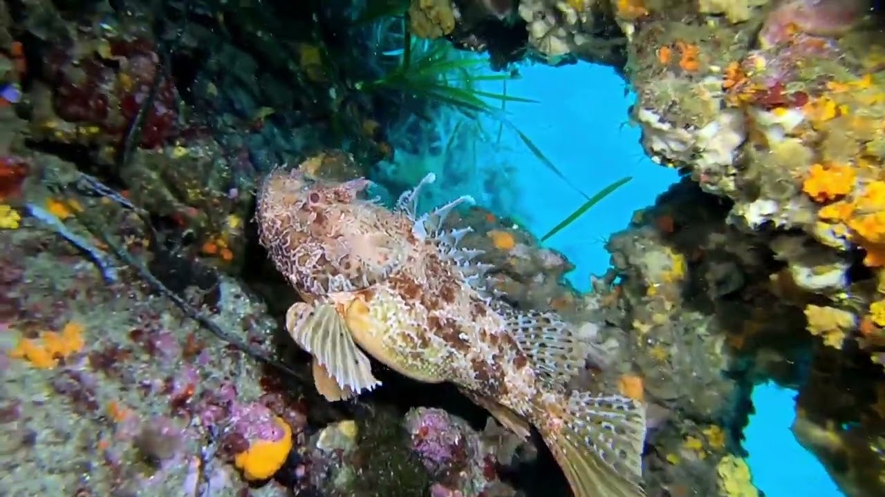 Pointe de la Galère, Île de Port Cros, Côte d'Azur  10 juin 2022