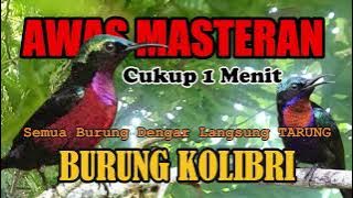 Buktikan Masteran suara burung Paling Gacor kolibri cukup 1 menit,burung diam langsung nyaut