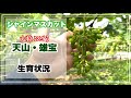 シャインマスカットの生育状況と大粒ぶどうの天山と雄宝