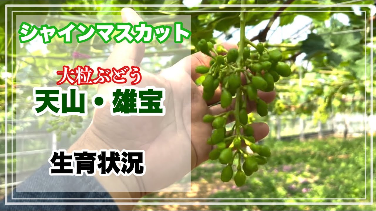 シャインマスカットの生育状況と大粒ぶどうの天山と雄宝