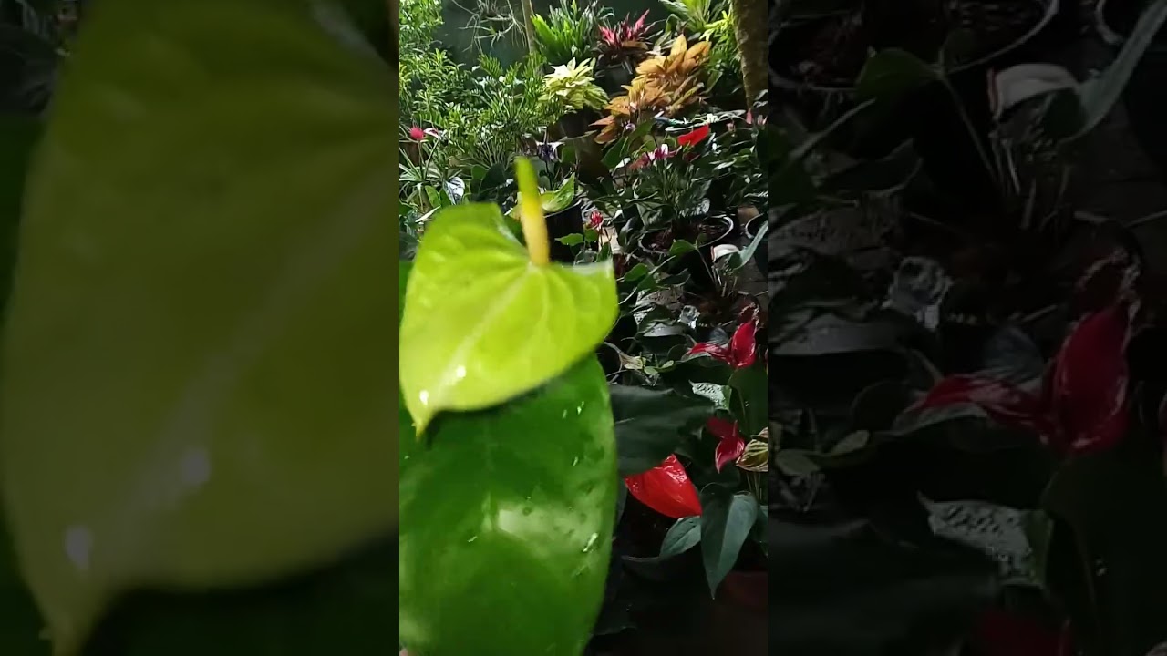 💐💐💐💐19 වන පැකේජය 💐💐💐💐