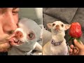 The most angry nikki chihuahua compilation chihuahua dog 1 fanny chihuahua tv