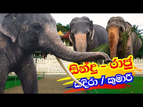 Elephants and tuskers in Sri Lanka ශ්‍රී ලංකාවේ හීලෑ අලි ඇතුන්