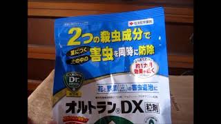 初の薬剤オルトランＤＸを使って害虫予防をしてみた。