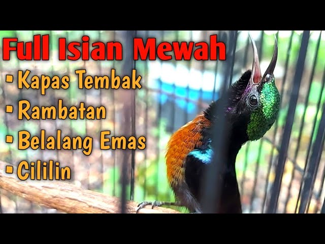 Kolibri Ninja GACOR Full Isian Mewah || Tanpa Lagu Alam class=