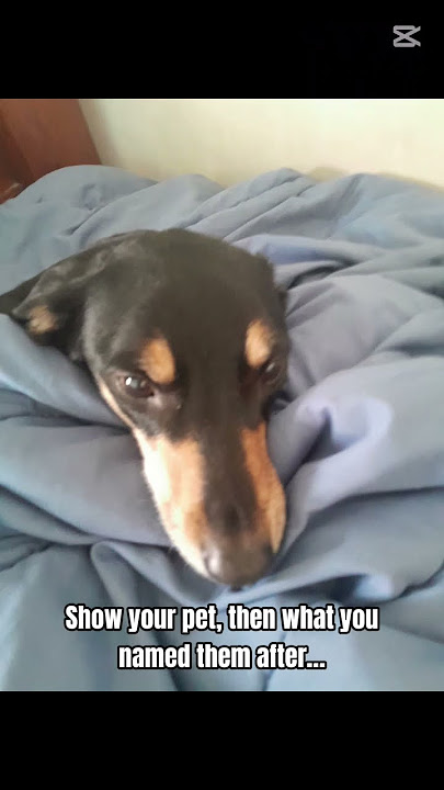 Her name is Erza #fairytale #Erza #dog