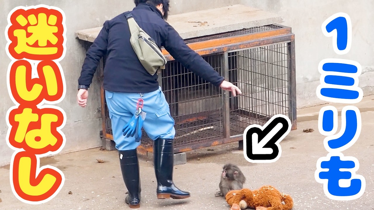 大好きな飼育員さんが帰りそう→パンチが飛びついて一緒に帰宅