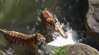 Amur Tiger Brothers Throw A Pool Party