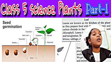 Class 5 science plants Part 1| NSO class 5 plants