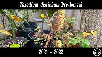 Taxodium distichum prebonsai 2021-2022