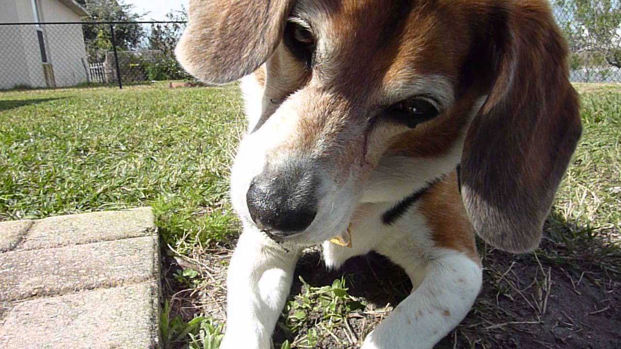 Bailey Beagle's digging up the dirt - YouTube