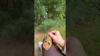 I Pet A Gray Squirrel And A Red Squirrel