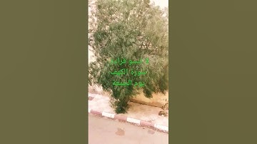 لا تنسوا قراءة سورة الكهف يوم الجمعة