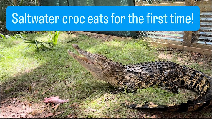 Salty croc eats for the first time!