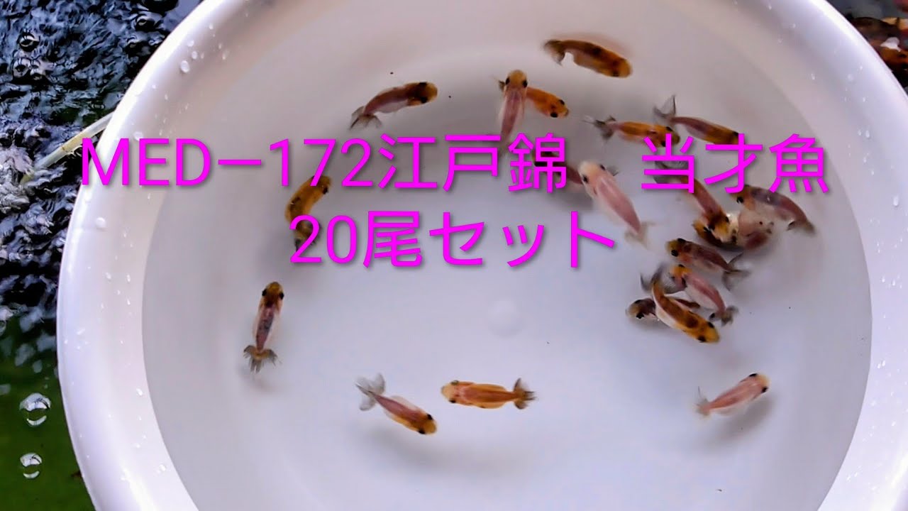 MED―172 江戸錦 当歳魚20尾セット - YouTube