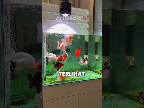 Memelihara ikan mas koki di aquarium simpel retro #ikanhiasairtawar #ikanhiaskoki #ikanhias