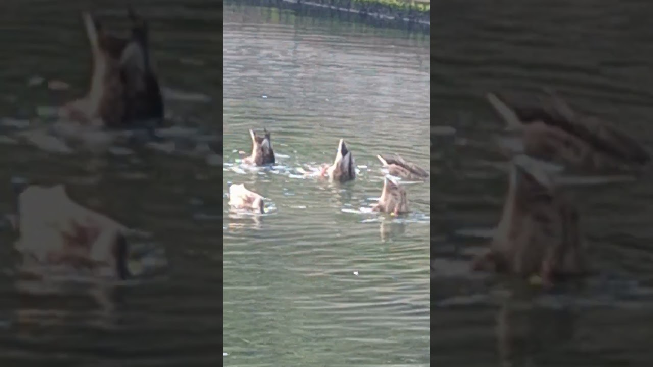 Ducks Go Upside Down for Food! 🦆🔄💦 