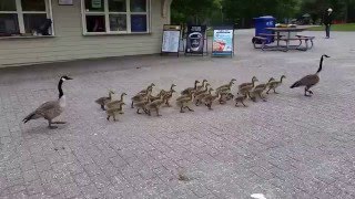 Canada geese walking their goslings to school