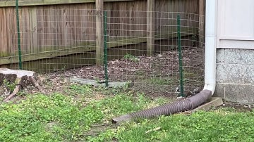 Rabbit running through welded wire fence