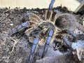 Harpactira pulchripes, Golden Blue Legged Baboon Pairing