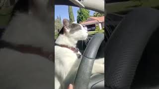 😹 кот за рулём! 🚘