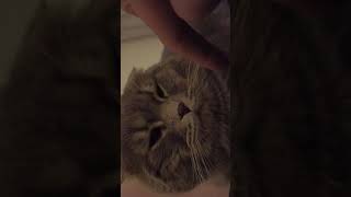 O Kedi Buraya Gelecek 🐈 Resimi