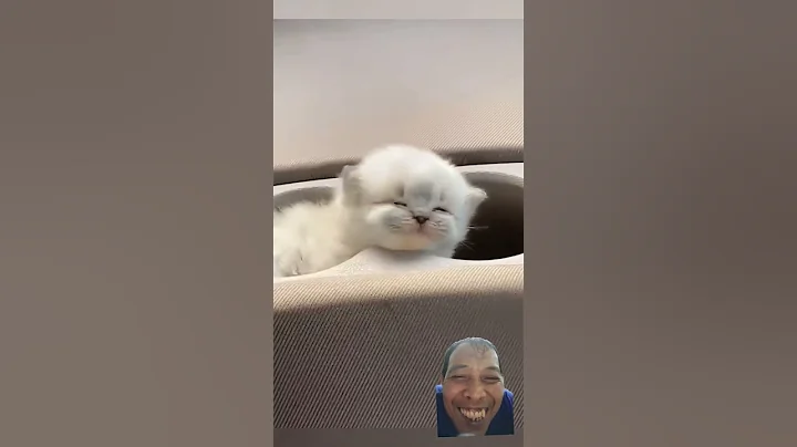 Video 6997871: pet cat kitten kitty, kitten kittycat pets, cute kittens kittycat cats, kitten kitty pets funny, cat cutecat funnycats