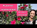 Plantas Trepadeiras