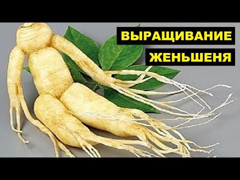 Видео: Выращивание женьшеня в горшке – как ухаживать за растениями женьшеня, выращенными в контейнерах