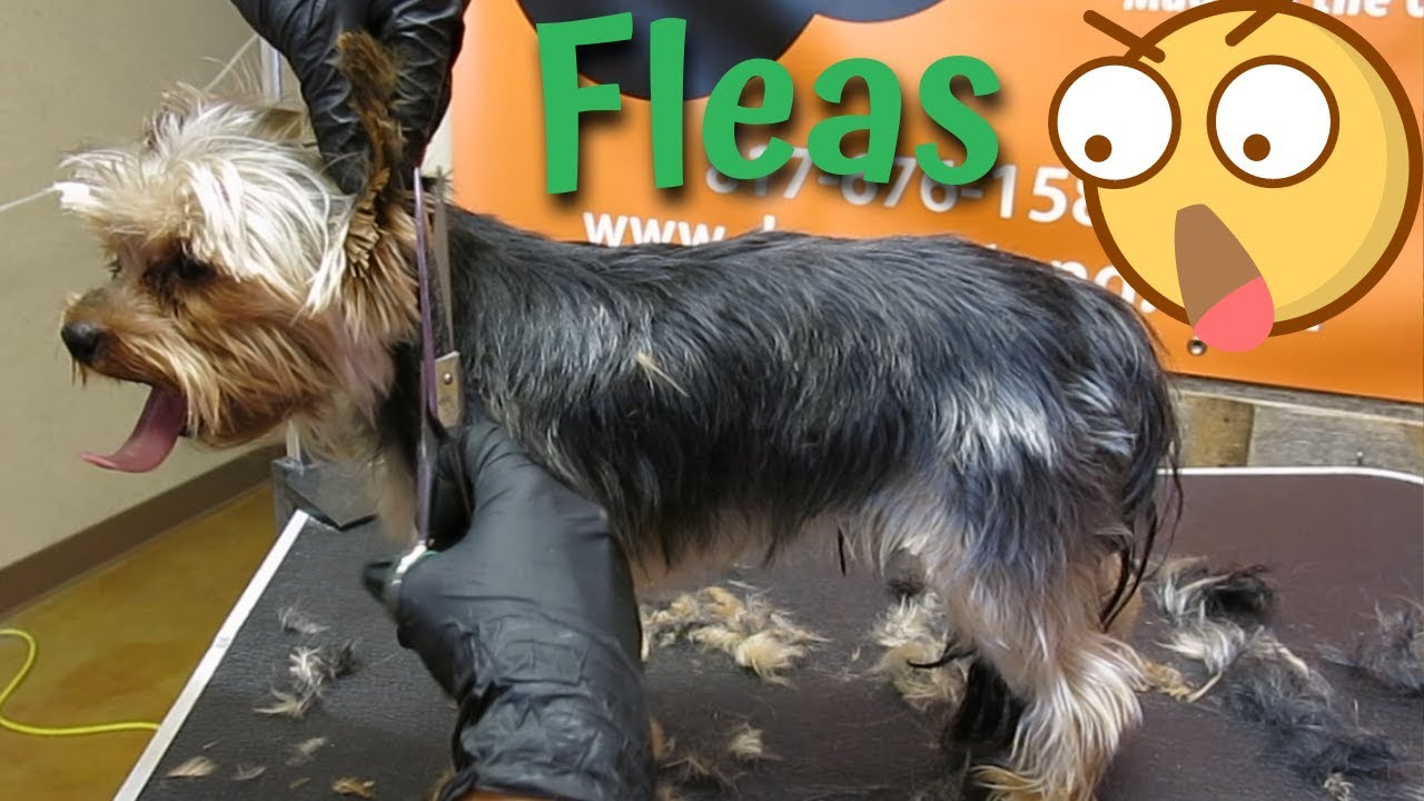 best flea treatment for yorkies