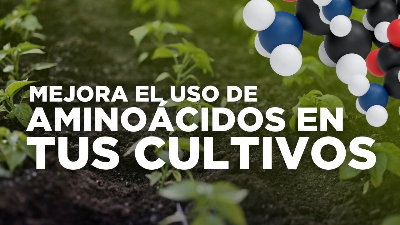 Optimiza el uso de aminoácidos en tus cultivos para un mayor rendimiento