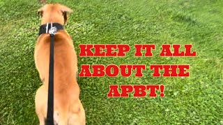 Kept It About The Apbt